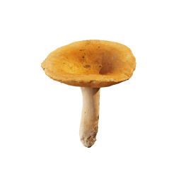 Mushroom «Russula»
