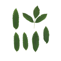 Different Leaves of the Bush