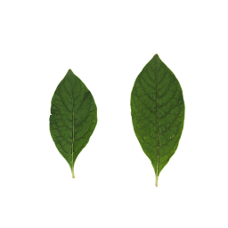 Разные листья Лаконоса