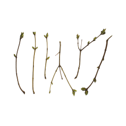 Branches of a Young Shrub