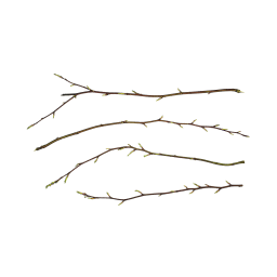 Branches with Young Buds