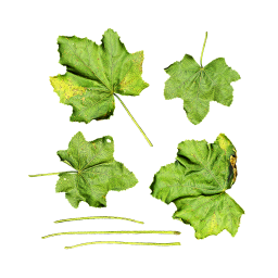 Large Mallow Leaves