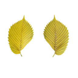 Adult Yellow Leaves