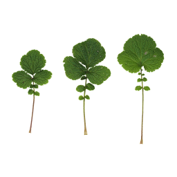 Green Leaves of Celandine