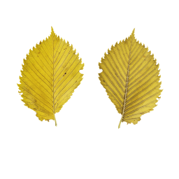 Autumn Yellow Leaf