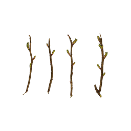 Young Rosehip Branches
