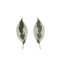 Long Leaf Elegantissima