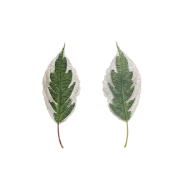 Large Leaves of Elegantissima