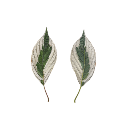 Adult leaves of Elegantissima