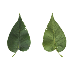 Adult Lilac Leaf