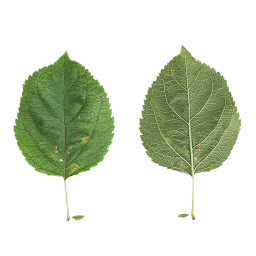 Hydrangea Arborescens Leaf