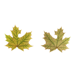 Yellow Sycamore Leaves
