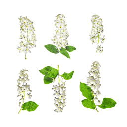 Белые цветы дерева