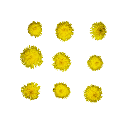 Young Dandelion Flowers