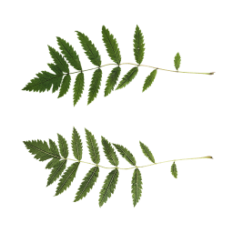 Green Leaf of Shrub