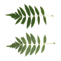 Leaves of a Forest Shrub