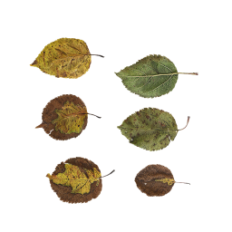Different Autumn Leaves