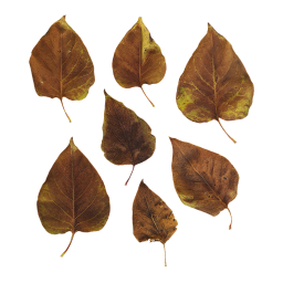Brown Shrub Leaves