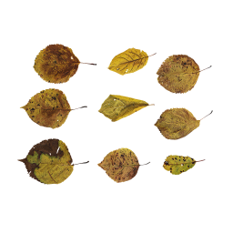 Different Yellow Leaves