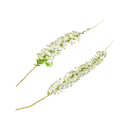 Long Branch with White Flowers