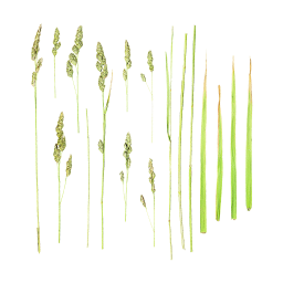 Spikelets of Field Grass