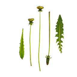 Young Stems and Leaves of a Dandelion