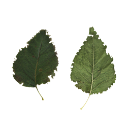 Green Leaf of Shrub
