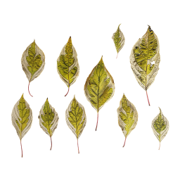 Different Leaves of Elegantissima