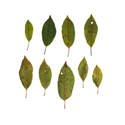 Long Leaves of a Tree