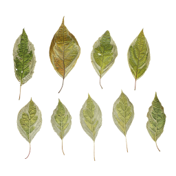 Light Leaves of Elegantissima