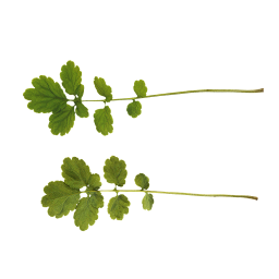 Green leaves of celandine