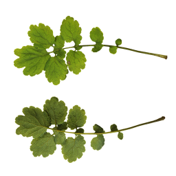 Broad leaves of celandine
