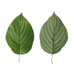 Adult Shrub Leaf