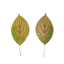 Yellow Leaf of Shrub
