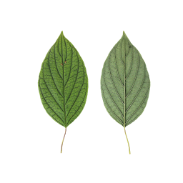 Large leaf of a bush