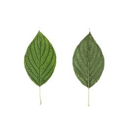 Green Bush Leaf