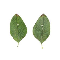 Dried Tree Leaf
