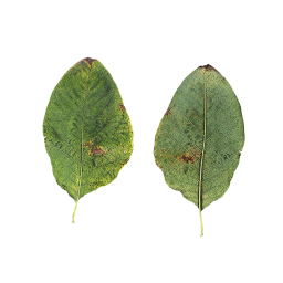 Old Tree Leaf