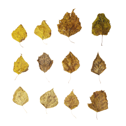 Dry Birch Leaves