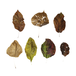 Dry Autumn Leaves