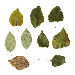 Dry Leaves