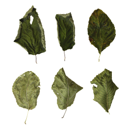 Dry Green Leaves