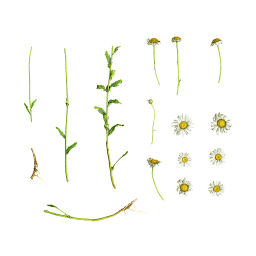 Parts of Garden Chamomile