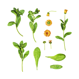 Calendula Stems and Flowers