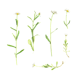 Garden chamomile flowers
