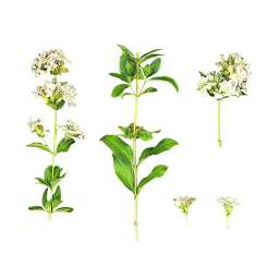 Белые цветы кустарника