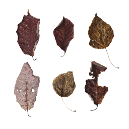 Dry Brown Leaves