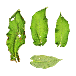 Large Plant Leaves