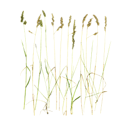 Tall Spikelets of Field Grass