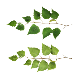 Young Birch Branch